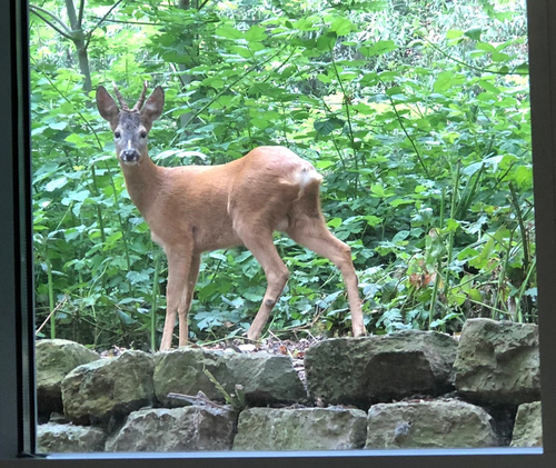 Ein lebendes Zeugnis der Vernetzung von Stadt und Natur 